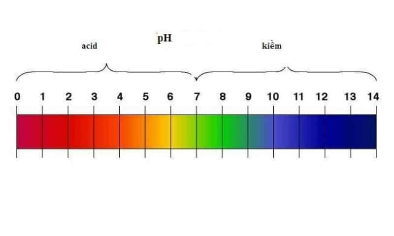 Quỳ tím là một trong những loại chất chỉ thị phổ biến 